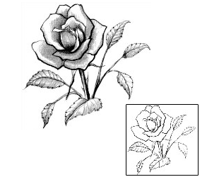 Rose Tattoo Plant Life tattoo | JPF-00272