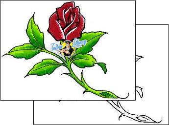 Rose Tattoo plant-life-rose-tattoos-cherry-creek-flash-ccf-00407