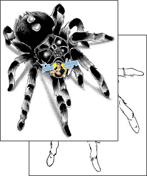 Spider Tattoo insects-spider-tattoos-gary-davis-g1f-00607
